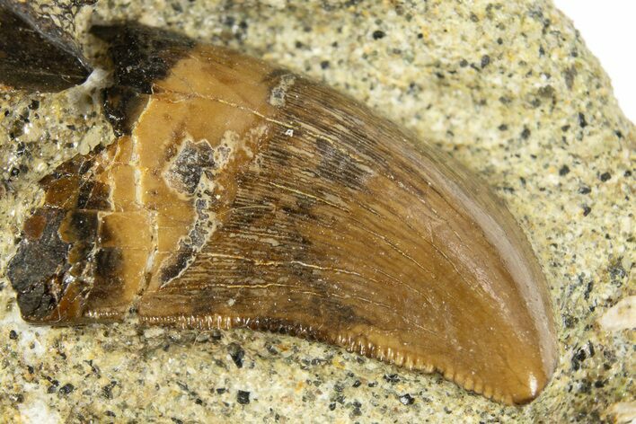 Serrated Juvenile Tyrannosaur Tooth - Judith River Formation #313327